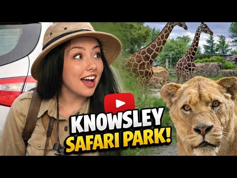 Do the Monkeys Damage Your Car at Knowsley Safari? Baboon Route Explained